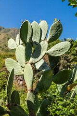 Flowers and plants on Sicily, Italy