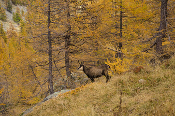 Chamois du Parc National du Mercantour