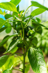 Organic green paprika in a greenhouse.