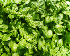 Organic basil bushes in a greenhouse.