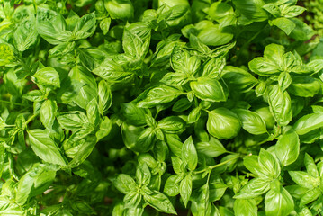 Organic basil bushes in a greenhouse.
