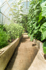 Fototapeta na wymiar Greenhouse with cucumber, basil, paprika and dill.