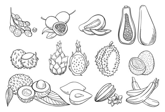 Hand drawn tropical fruits set, durian, papaya, dragon fruit, banana, longan, coconut, star fruit, guava, lychee, sapodilla and snake fruit. Vector illustration