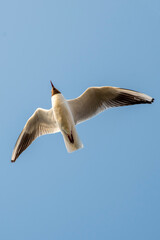 seagull in flight