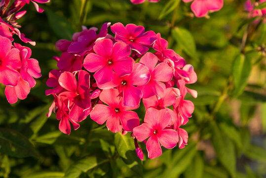 Closeup of kalanhoe flower