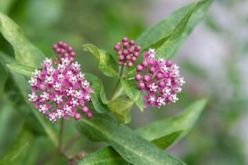 Cinderella Butterfly Weed Clusters