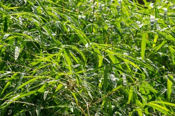Green bamboo leaves after raining