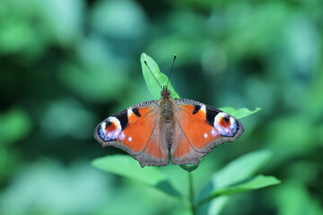 una farfalla vanessa io su una foglia