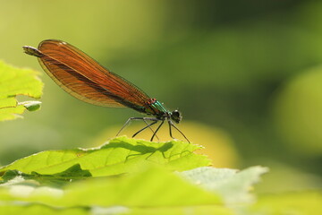 una libellula su una foglia