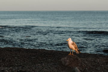 Gull (Crete, Greece)