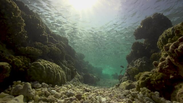 Beautiful scenic backlight shot of a school of fish resting in shallow water of a tropical coral reef. Shot against the water surface and the sun.