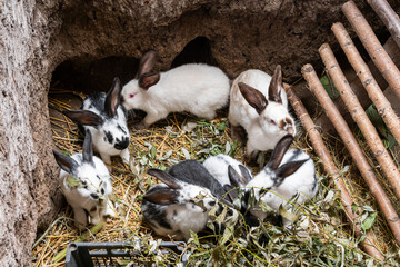 Big beautiful rabbits, bunny near a rabbit-hole (form)