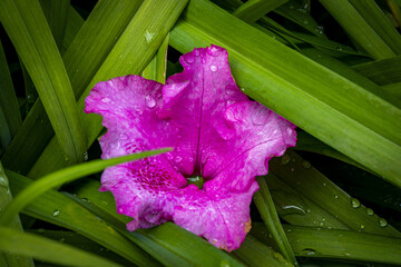 Blühten von Wiesenblumen auf der Wiese