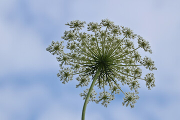 Wilde Möhre Blütenstand entfaltet aus der Froschperspektive