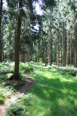 Wanderung auf dem Nordpfad Federlohmühlen im Landkreis Rotenburg Wümme | Waldpfade