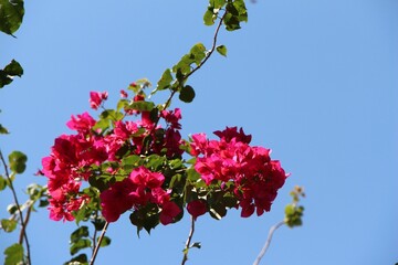 pink flowers against blue sky