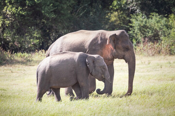 Naklejka na ściany i meble A mother and baby elephant stroll through Minneriya National Park in Sri Lanka.