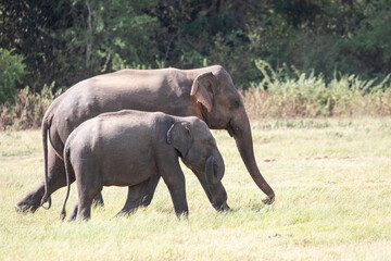 A mother and baby elephant stroll through Minneriya National Park in Sri Lanka.