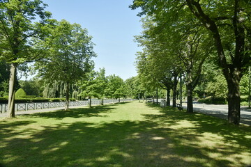 Le gazon central entre deux rangées de marronniers à l'avenue de Tervuren à Woluwe-St-Pierre 