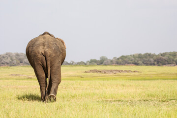 Naklejka na ściany i meble An elephant walks away into the vast Minneriya National Park in Sri Lanka.