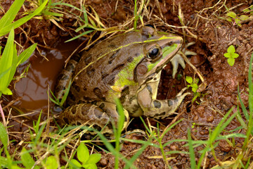 Edible frog or green frog commonly known as common water frog