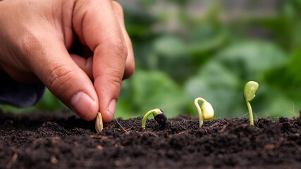 Planting plants in soil in order of germination or plant growth and hand planting plants in soil planting ideas.