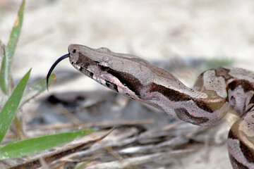 red-tailed boa (good constrictor) in attack position