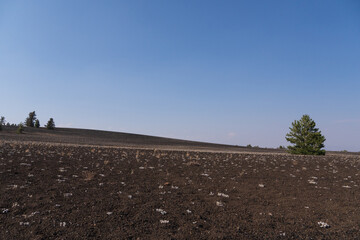 Wide Photo of plants in Crater of the Moon State Park