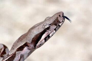 close up of a red-tailed boa (good constrictor)