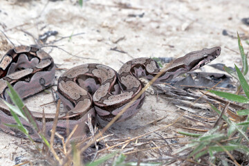 red-tailed boa (good constrictor) in attack position