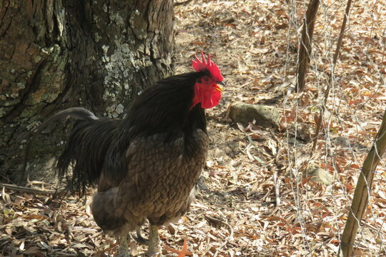 A closeup photograph of a large black cockerel rooster with a red comb standing in front of a tree on sandy ground covered in dry fallen leaves