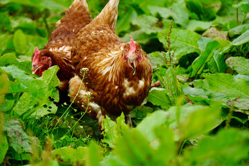 chicken in the grass