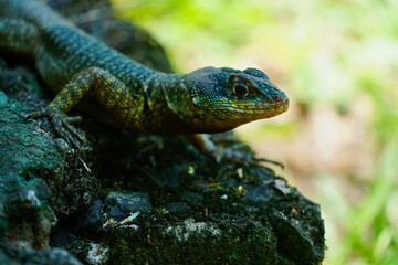 lizard on a rock