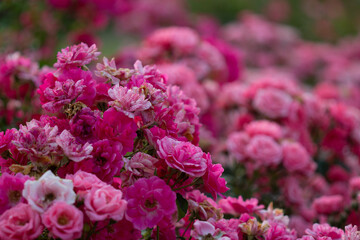 Pinkfarbene Rosenpracht