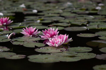 3 gl&uuml;hende Seerosen auf einem Teich