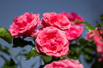 Fototapeta na wymiar Rosenblüten mit blauem Himmel im Hintergrund