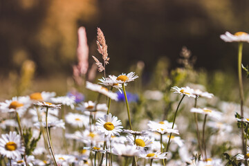 Sommerwiese mit Margariten, Gr&auml;sern und Kornblumen