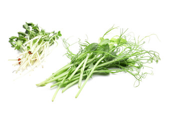 Fresh micro green on white background