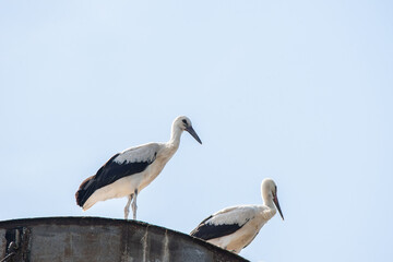 White storks in the nest, spring.