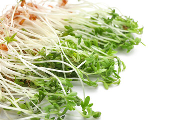 Fresh micro green on white background