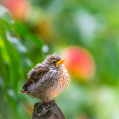A young sparrow waiting for her parents for food in a peach orchard