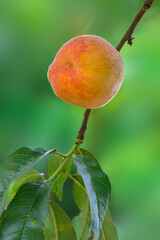 A single ripen delicious peach on a branch in an orchard with green background