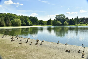 Canards et bernache du Canada sur le quai des barques aux Etangs Mellarts à Woluwe-St-Pierre