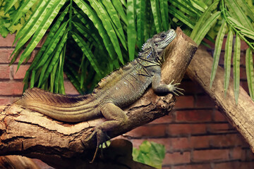 Sailing lizard in zoological garden