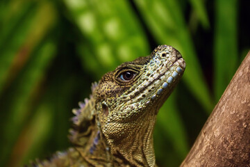 Sailing lizard in zoological garden