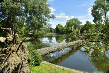L'arbre déraciné tombé dans le petit étang au parc des Etangs Mellaerts à Woluwe-St-Pierre