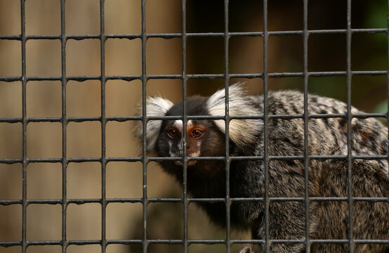 Cute marmoset in zoological garden