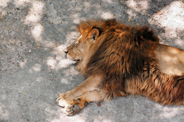 Lion resting in zoological garden