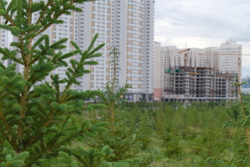 Pine tree on the background of buildings