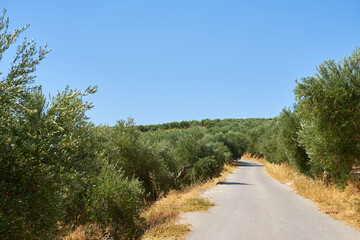 Fototapeta na wymiar The asphalt road goes through an olive grove.